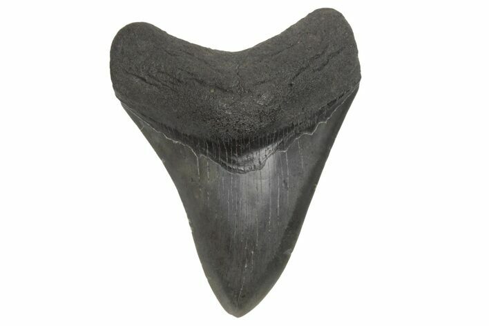 Fossil Megalodon Tooth - South Carolina #214668